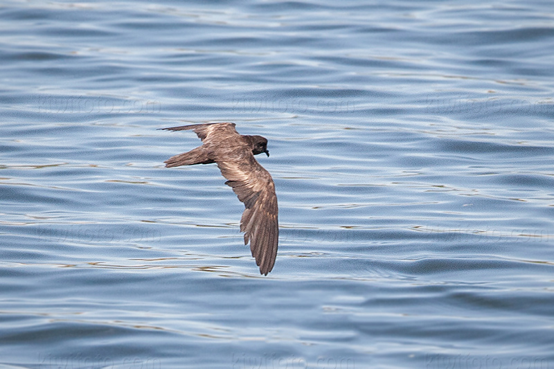 Least Storm-Petrel Image @ Kiwifoto.com