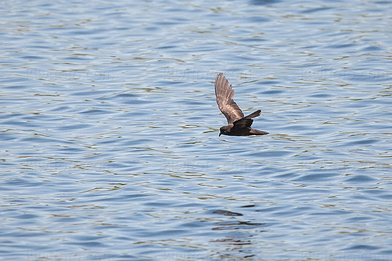 Least Storm-Petrel Image @ Kiwifoto.com