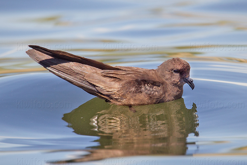 Least Storm-Petrel Photo @ Kiwifoto.com