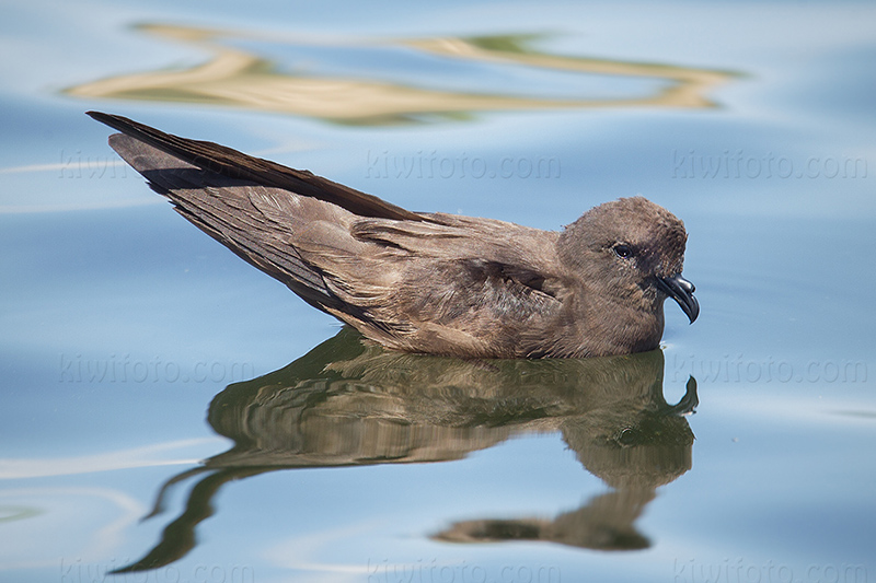 Least Storm-Petrel @ Lake Palmdale, CA