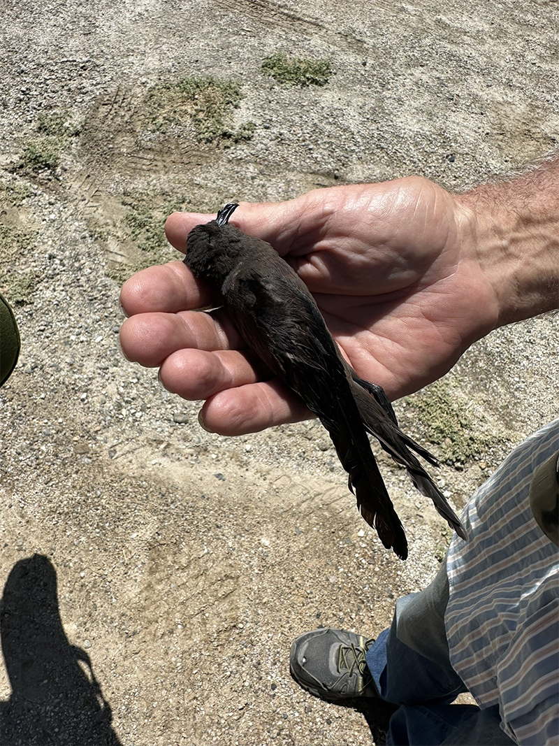 Least Storm-Petrel Photo @ Kiwifoto.com