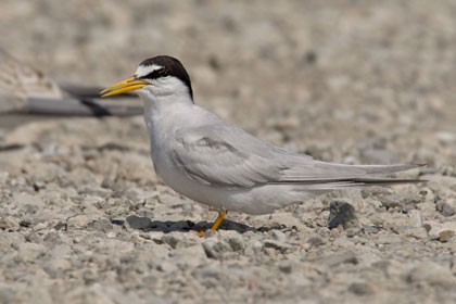 Least Tern Photo @ Kiwifoto.com