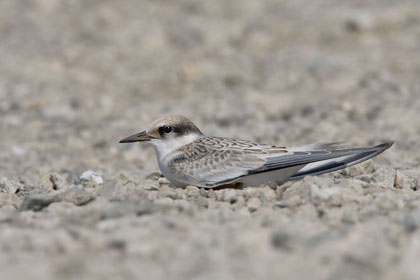 Least Tern Picture @ Kiwifoto.com
