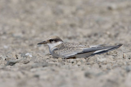 Least Tern Picture @ Kiwifoto.com