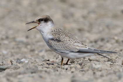 Least Tern Photo @ Kiwifoto.com