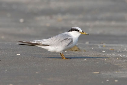 Least Tern Picture @ Kiwifoto.com