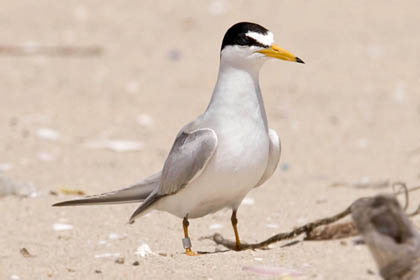 Least Tern Photo @ Kiwifoto.com