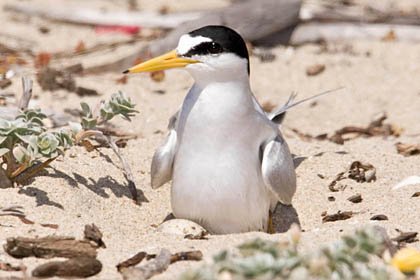 Least Tern Image @ Kiwifoto.com