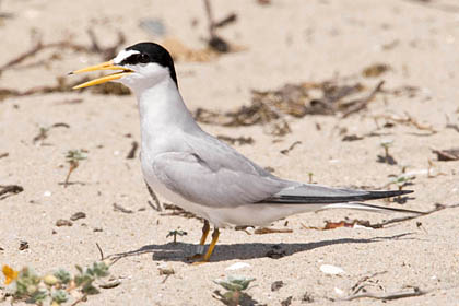 Least Tern Photo @ Kiwifoto.com