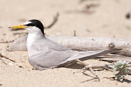 Least Tern Photo @ Kiwifoto.com