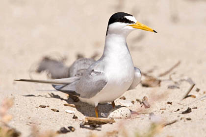 Least Tern Image @ Kiwifoto.com