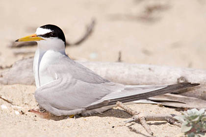 Least Tern (with chick)
