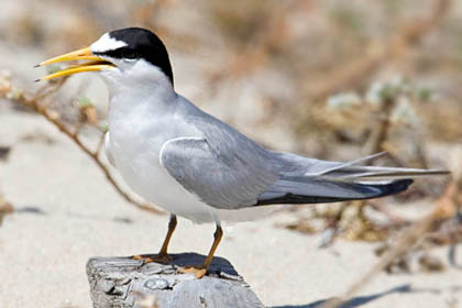 Least Tern Photo @ Kiwifoto.com