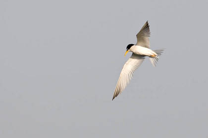 Least Tern Picture @ Kiwifoto.com