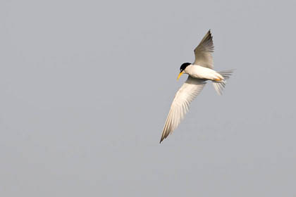 Least Tern Image @ Kiwifoto.com