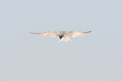 Least Tern Photo @ Kiwifoto.com