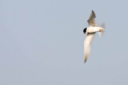 Least Tern Photo @ Kiwifoto.com