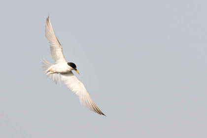 Least Tern Photo @ Kiwifoto.com