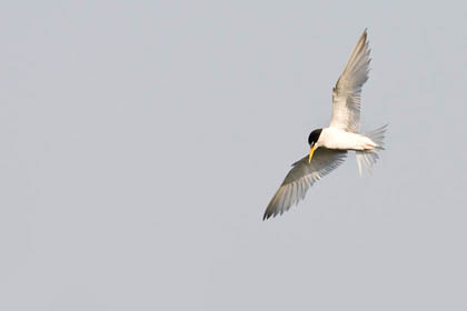 Least Tern Image @ Kiwifoto.com