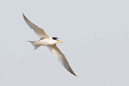 Least Tern Picture @ Kiwifoto.com