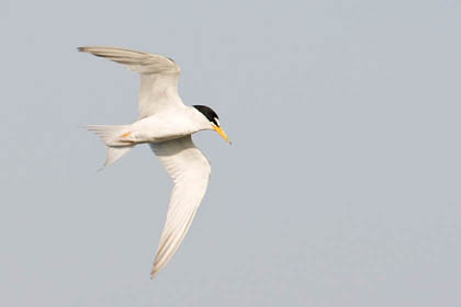 Least Tern Image @ Kiwifoto.com