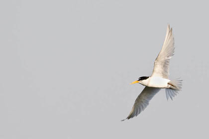 Least Tern Image @ Kiwifoto.com