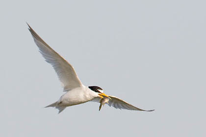 Least Tern Image @ Kiwifoto.com