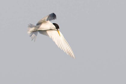 Least Tern Photo @ Kiwifoto.com