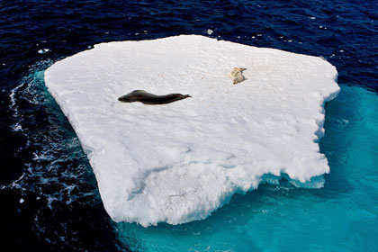 Crabeater Seal (Leopard and Crabeater Seal)