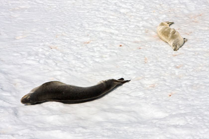 Leopard Seal (Crabeater and Leopard Seal)