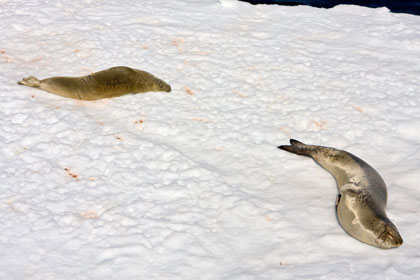 Leopard Seal (Crabeater and Leopard Seal)