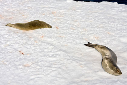 Crabeater Seal (Leopard and Crabeater Seal)