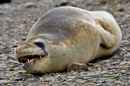 Leopard Seal Image @ Kiwifoto.com