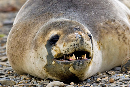 Leopard Seal Picture @ Kiwifoto.com