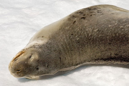 Leopard Seal Image @ Kiwifoto.com