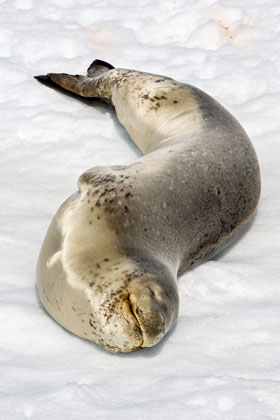 Leopard Seal Picture @ Kiwifoto.com