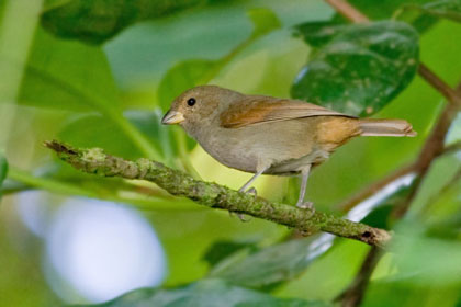 Lesser Antillean Bullfinch Photo @ Kiwifoto.com