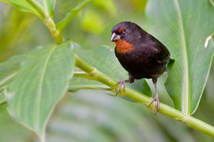 Lesser Antillean Bullfinch