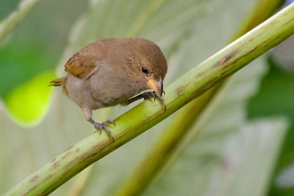 Lesser Antillean Bullfinch Image @ Kiwifoto.com