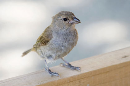 Lesser Antillean Bullfinch Picture @ Kiwifoto.com