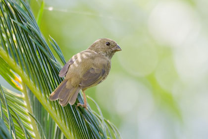 Lesser Antillean Bullfinch Photo @ Kiwifoto.com
