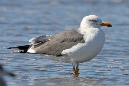 Lesser Black-backed Gull Picture @ Kiwifoto.com