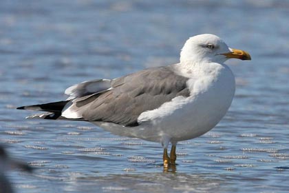 Lesser Black-backed Gull Photo @ Kiwifoto.com