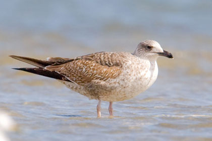Lesser Black-backed Gull Image @ Kiwifoto.com