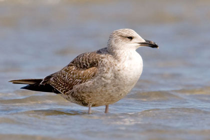 Lesser Black-backed Gull Image @ Kiwifoto.com