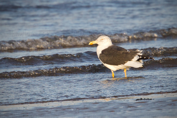 Lesser Black-backed Gull Image @ Kiwifoto.com