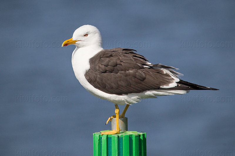 Lesser Black-backed Gull @ Björko, Stockholms län, Sweden