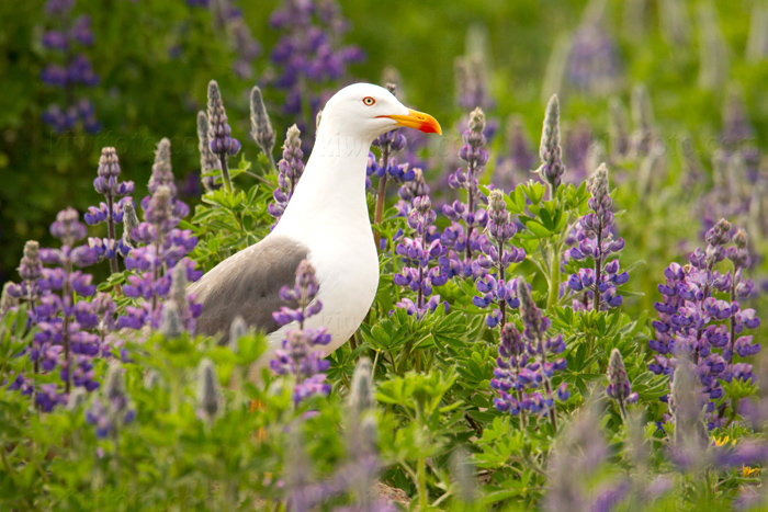 Lesser Black-backed Gull Photo @ Kiwifoto.com