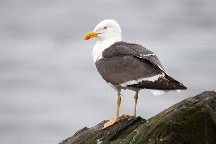 Lesser Black-backed Gull Image @ Kiwifoto.com