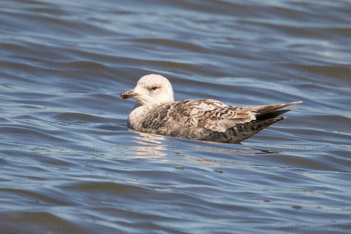 Lesser Black-backed Gull Image @ Kiwifoto.com